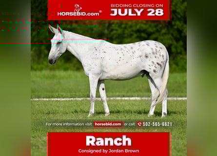 Mule, Gelding, 8 years, 14,2 hh