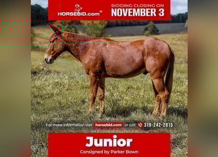 Mule, Gelding, 8 years, 15,2 hh, Sorrel