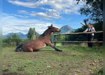 Mule, Gelding, 9 years, 14,2 hh, Brown