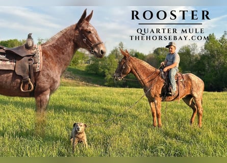 Mule, Gelding, 9 years, 15 hh, Roan-Red