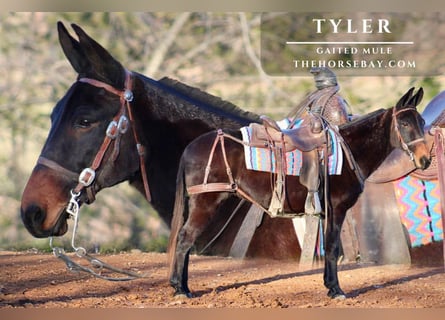 Mule, Gelding, 9 years, Black