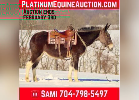 Mule, Hongre, 11 Ans, 157 cm, Bai cerise