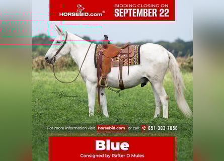Mule, Hongre, 12 Ans, 152 cm, Gris