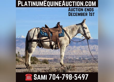 Mule, Hongre, 13 Ans, Tobiano-toutes couleurs