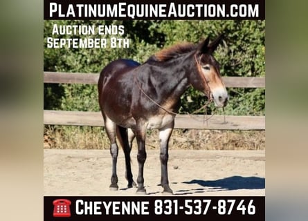 Mule, Hongre, 14 Ans, Bai cerise