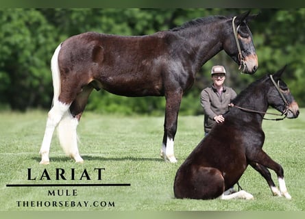 Mule, Hongre, 4 Ans, 155 cm, Noir