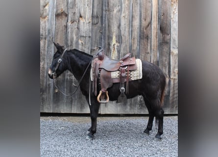 Mule, Hongre, 9 Ans, 142 cm, Noir
