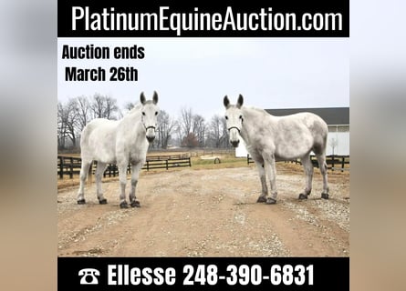 Mule, Hongre, 9 Ans, 170 cm, Blanc