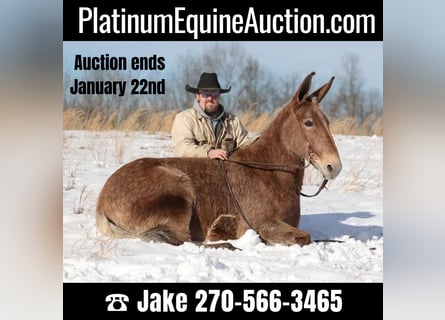 Mule, Jument, 11 Ans, Tobiano-toutes couleurs