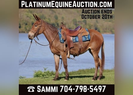 Mule, Jument, 12 Ans, 140 cm, Bai cerise