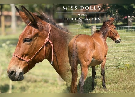 Mule, Jument, 16 Ans, 142 cm, Bai cerise