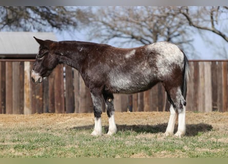 Mule, Jument, 6 Ans, 132 cm, Bai cerise