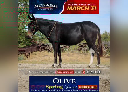 Mule, Jument, 9 Ans, 137 cm, Noir
