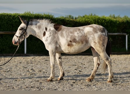 Mule, Mare, 10 years, 13.1 hh, Roan-Blue