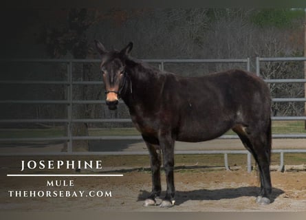 Mule, Mare, 10 years, 13,2 hh, Black