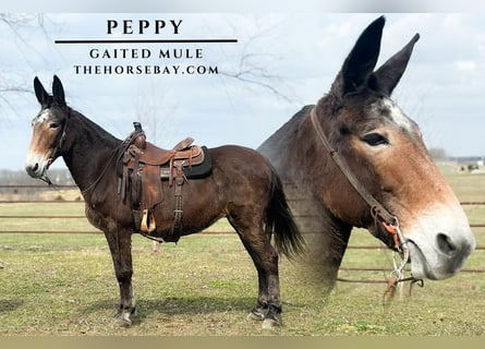 Mule, Mare, 10 years, 15.1 hh, Bay