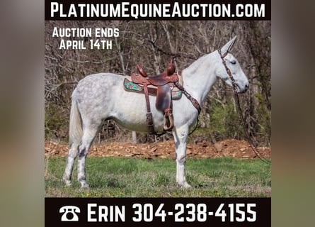 Mule, Mare, 10 years, 15.1 hh, Gray