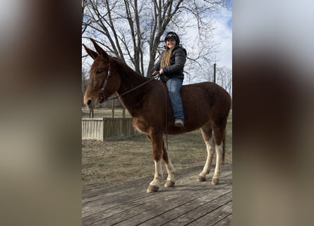Mule, Mare, 10 years, 15 hh, Sorrel