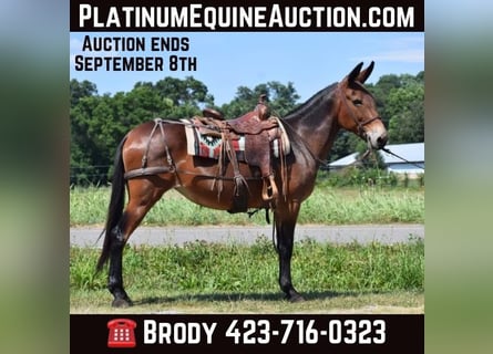 Mule, Mare, 10 years, 15,2 hh, Bay