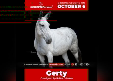 Mule Mix, Mare, 10 years, 16,2 hh, Grey