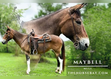 Mule, Mare, 10 years, Bay