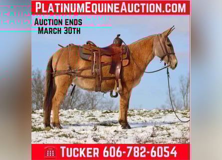 Mule, Mare, 10 years, Dun