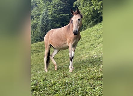 Mule, Mare, 11 years, 13,2 hh, Tobiano-all-colors