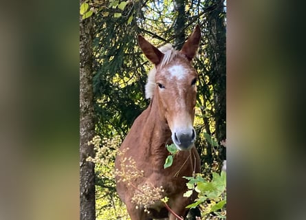 Mule, Mare, 11 years, 13,3 hh, Leopard-Piebald