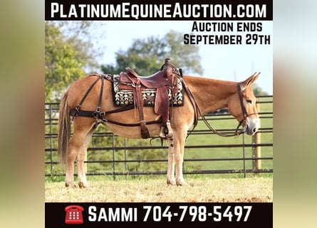 Mule, Mare, 11 years, 14 hh, Sorrel