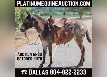 Mule, Mare, 11 years, 14,1 hh, Bay