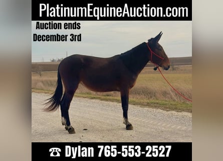 Mule, Mare, 11 years, 15 hh, Bay