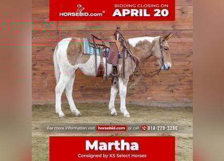 Mule, Mare, 12 years, 14.3 hh, Pinto