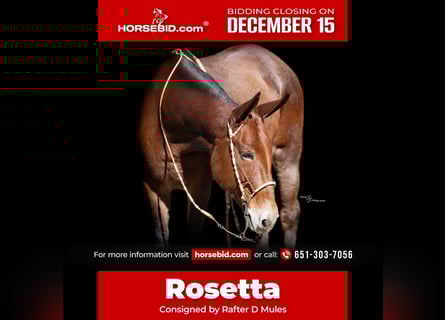 Mule, Mare, 12 years, 15,1 hh, Roan-Bay