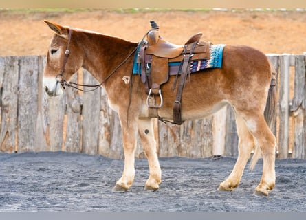 Mule, Mare, 13 years, 15 hh, Sorrel