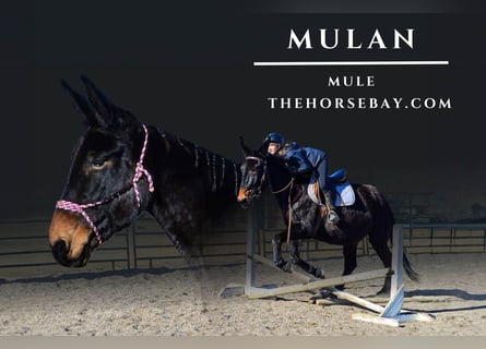 Mule, Mare, 13 years, 17,2 hh, Bay-Dark