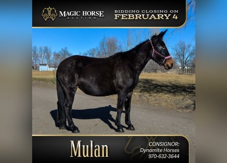 Mule, Mare, 13 years, 17 hh, Black