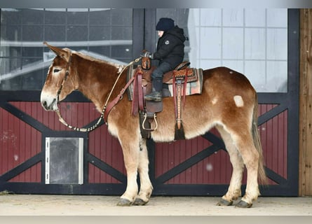 Mule, Mare, 14 years, 15.2 hh, Sorrel