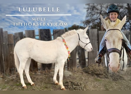 Mule, Mare, 15 years, 13,1 hh, White