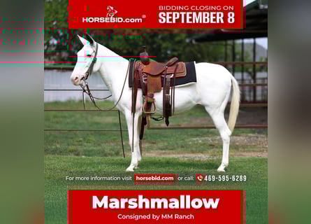 Mule, Mare, 15 years, 13.2 hh, Pinto Mule, Mare, 15 years, 13.2 hh, Pinto