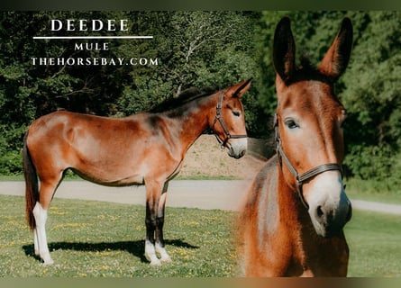Mule, Mare, 3 years, Bay