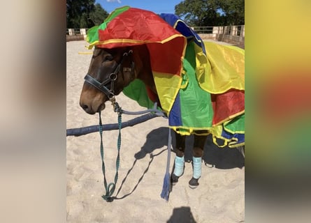 Mule, Mare, 4 years, 13,3 hh