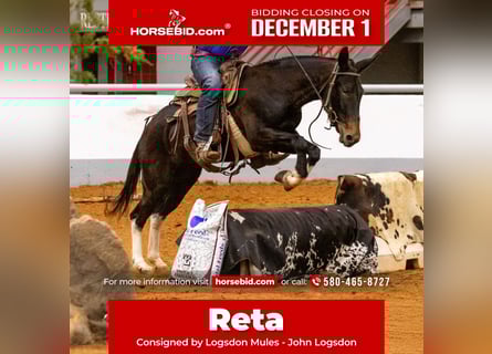 Mule, Mare, 4 years, 14,3 hh, Black