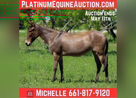 Mule, Mare, 5 years, 13 hh, Dun