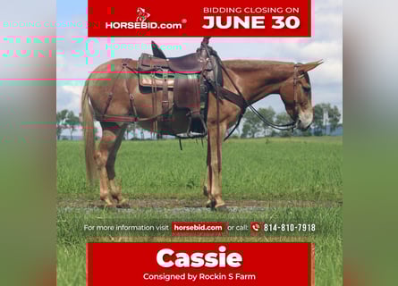 Mule, Mare, 5 years, 13,3 hh, Dun