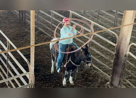 Mule, Mare, 6 years, 12,1 hh, Bay