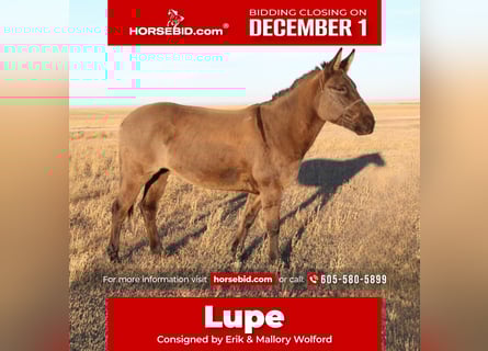 Mule, Mare, 6 years, 14.3 hh, Grullo