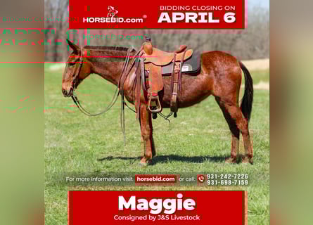 Mule, Mare, 6 years, 14,1 hh, Sorrel