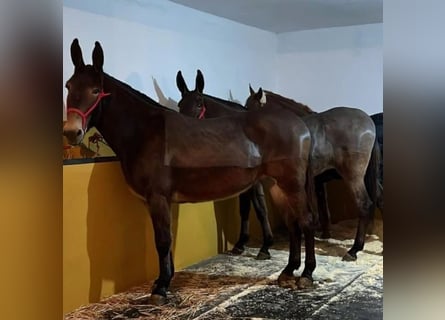Mule, Mare, 6 years, 16,2 hh, Gray