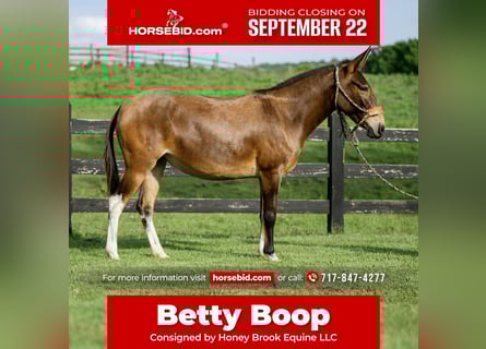 Mule, Mare, 7 years, 13.2 hh, Bay Mule, Mare, 7 years, 13.2 hh, Bay