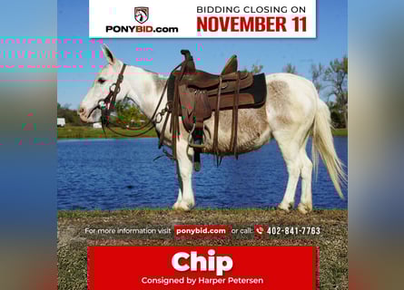 Mule, Mare, 7 years, 8 hh, Grey